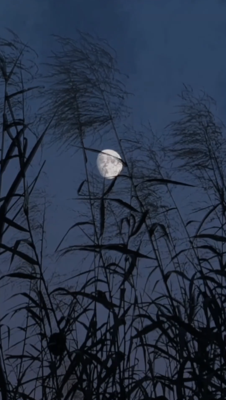 夫人居然不作妖了